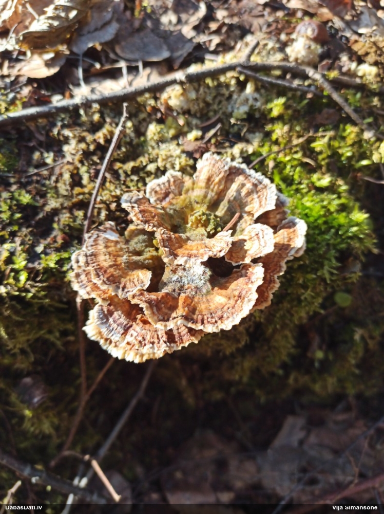 Dzeltenā tauriņpiepe