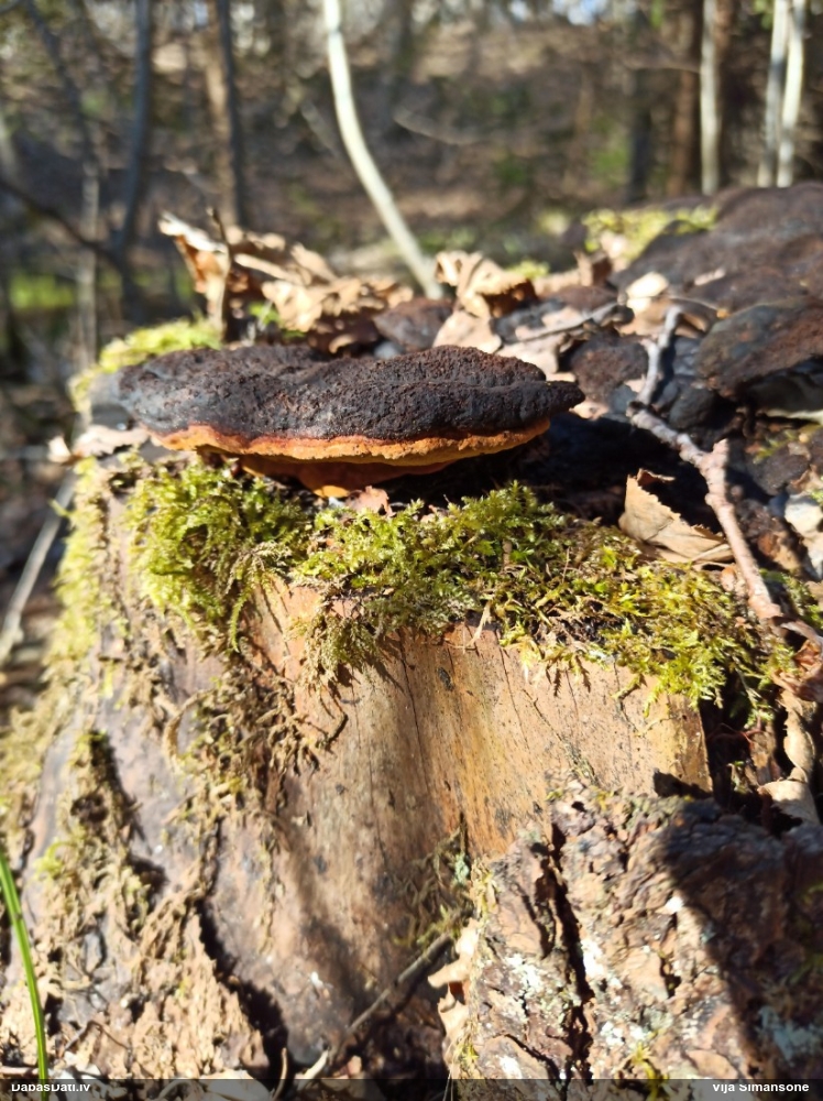 Smaržīgā sētaspiepe