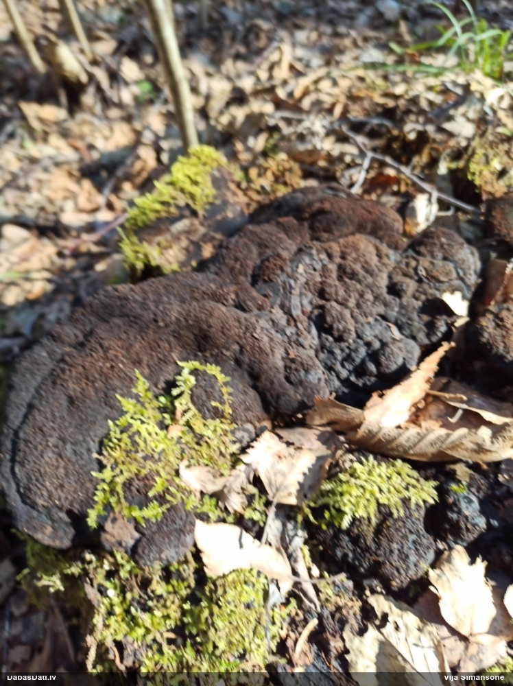 Smaržīgā sētaspiepe