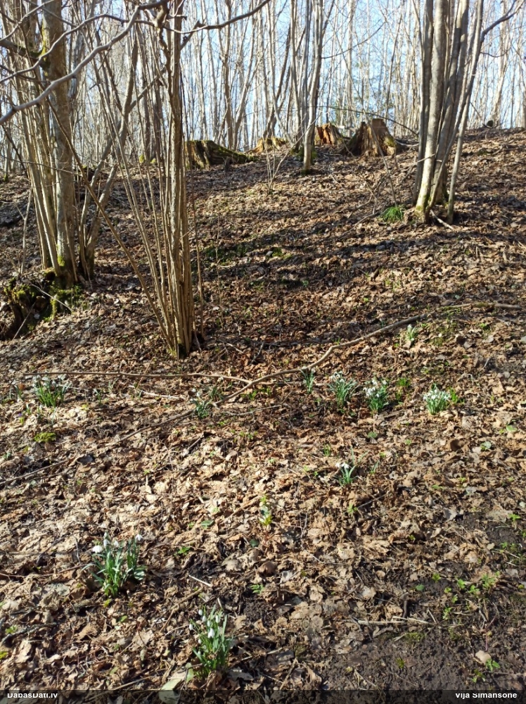 Baltā sniegpulkstenīte