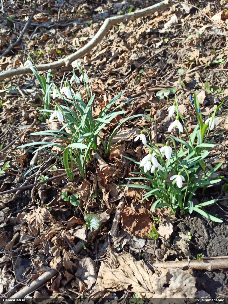Baltā sniegpulkstenīte