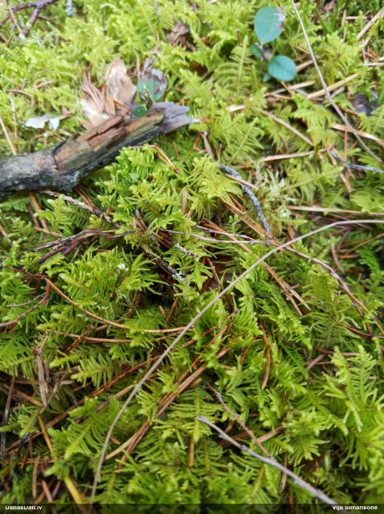 Parastā straussūna