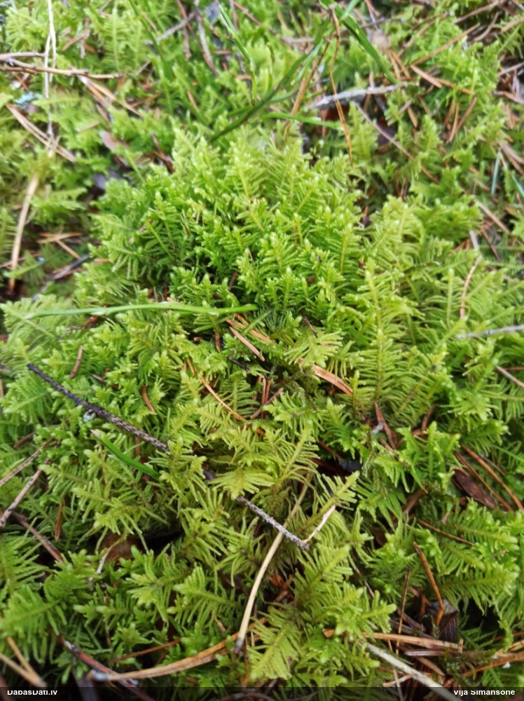 Parastā straussūna