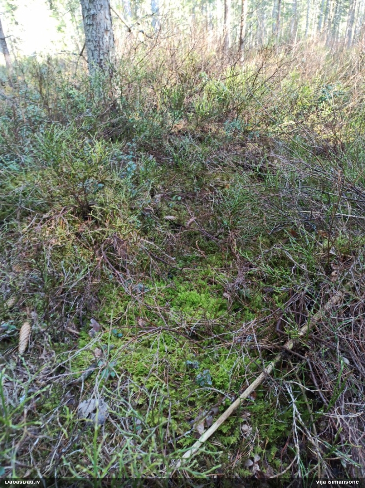 Parastā straussūna