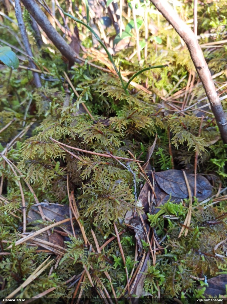 Spīdīgā stāvaine