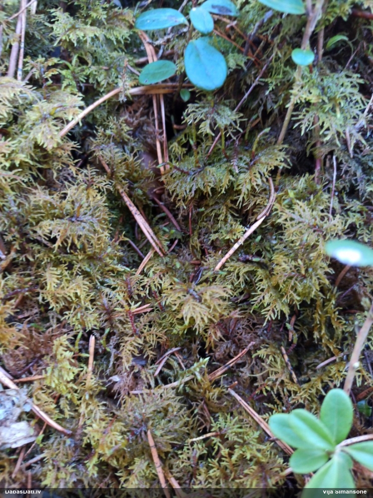 Spīdīgā stāvaine