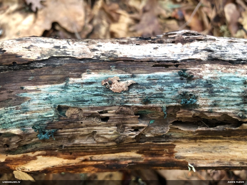 Zilzaļā hlorociborija