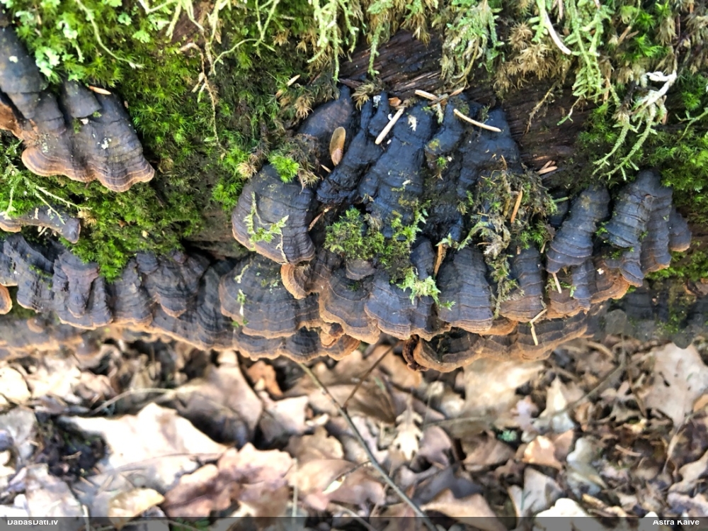 Ozolu brūnsvārcene