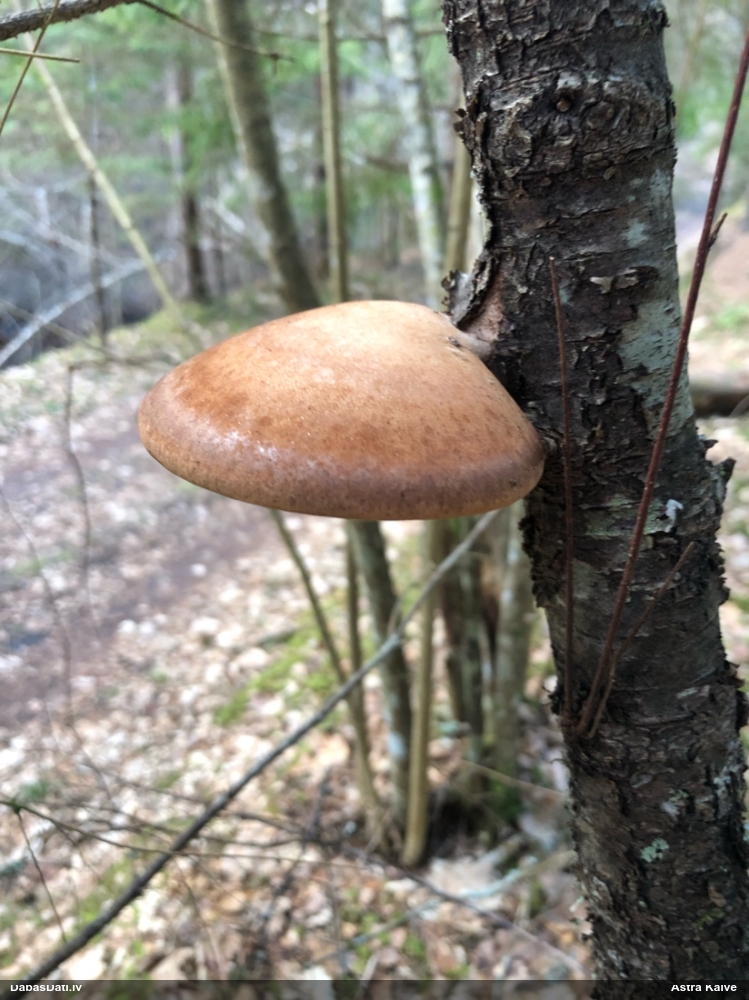 березовый Трутовик