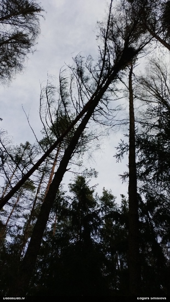 тетеревятник