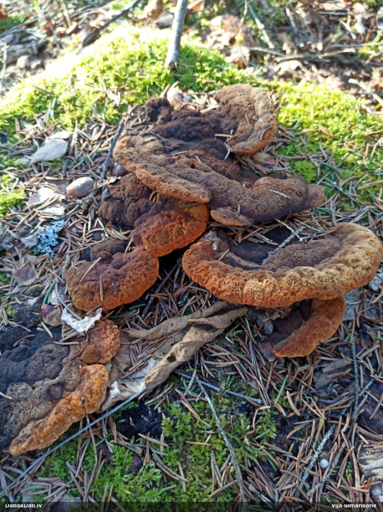 Smaržīgā sētaspiepe