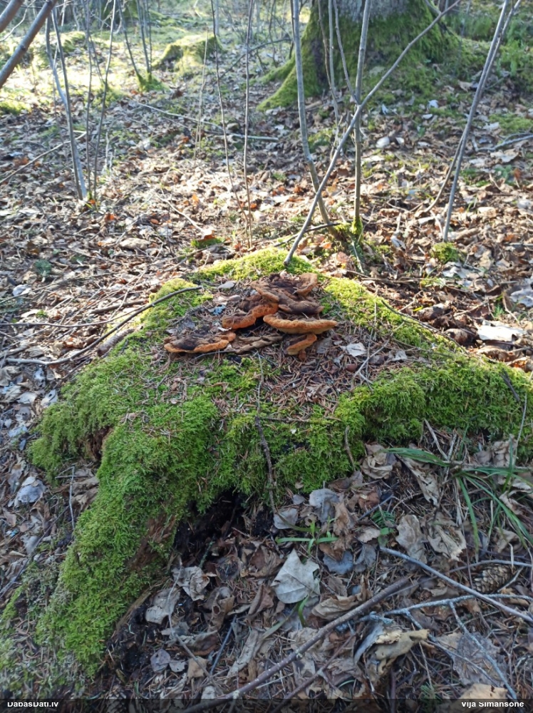 Smaržīgā sētaspiepe