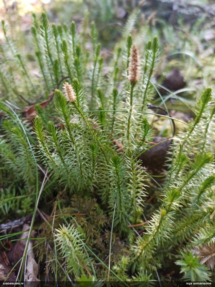 плаун годичный