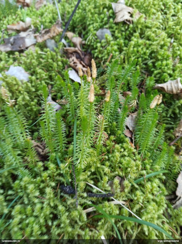 плаун годичный