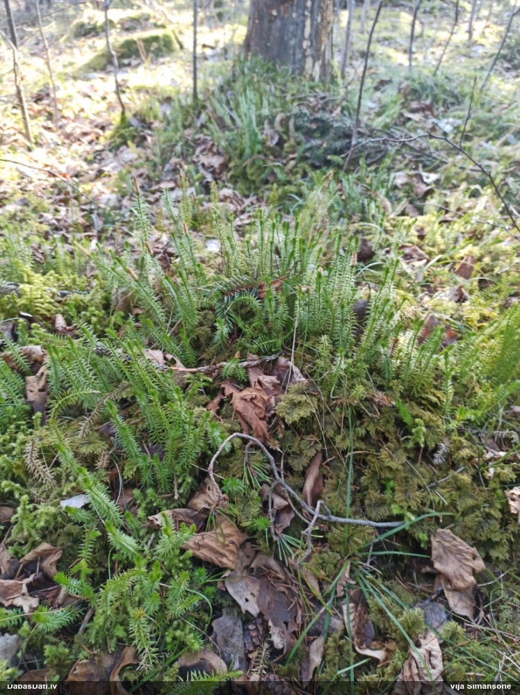 плаун годичный