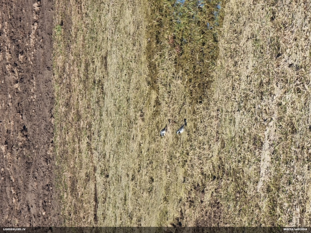 белая трясогузка