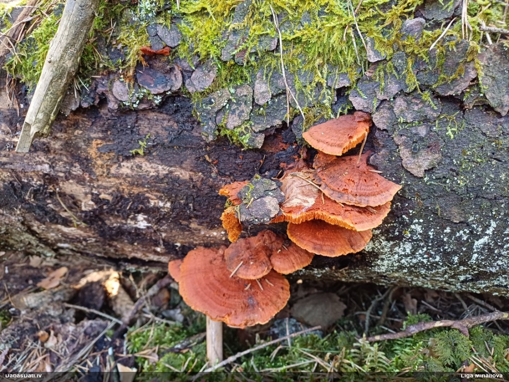 Liesmainā egļpiepe