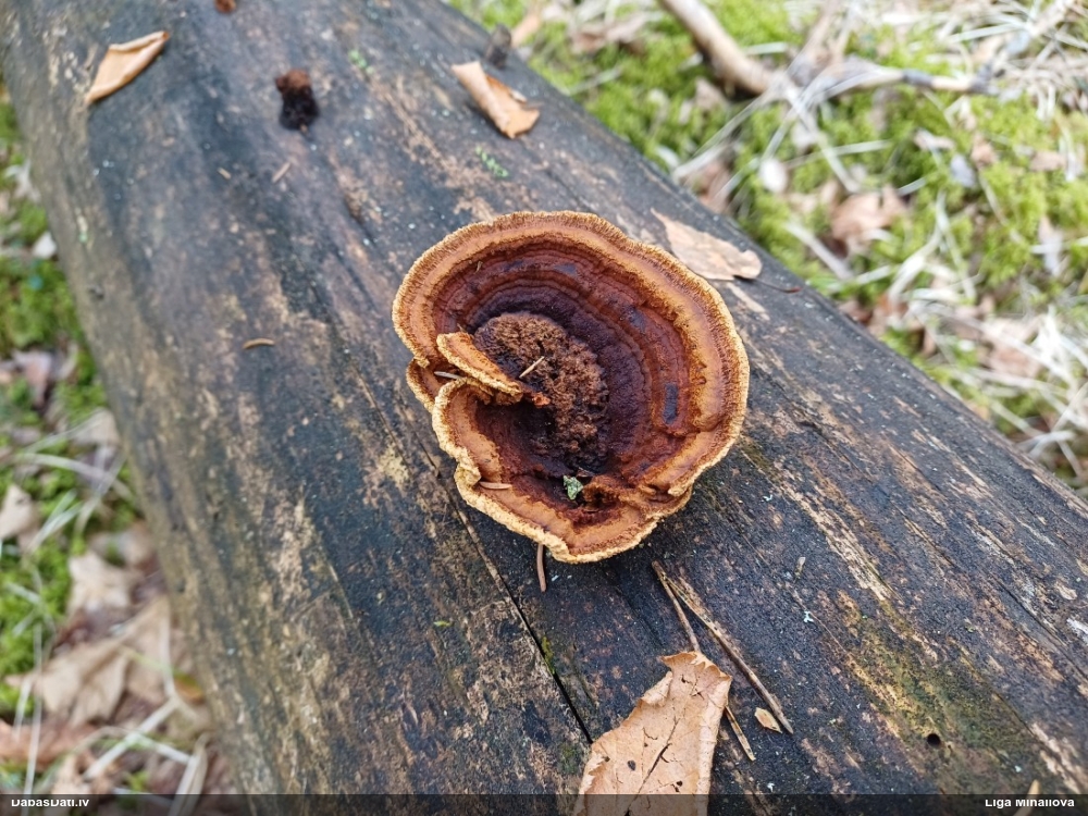 Piepe (nenoteikta)