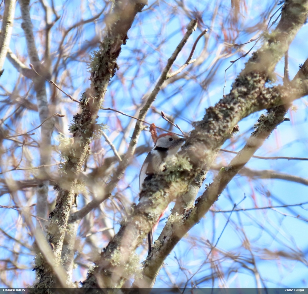 средний дятел