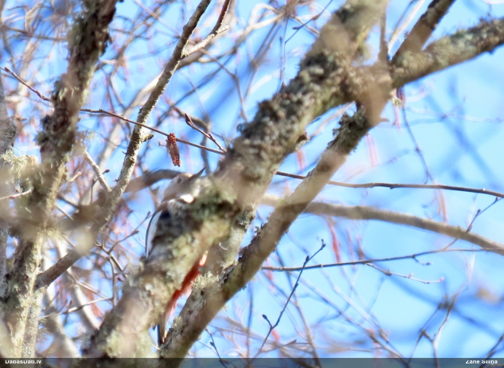 средний дятел