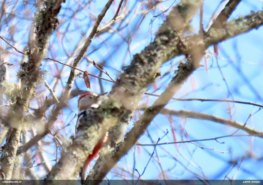 средний дятел