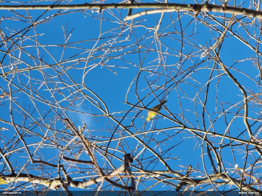 обыкновенная овсянка