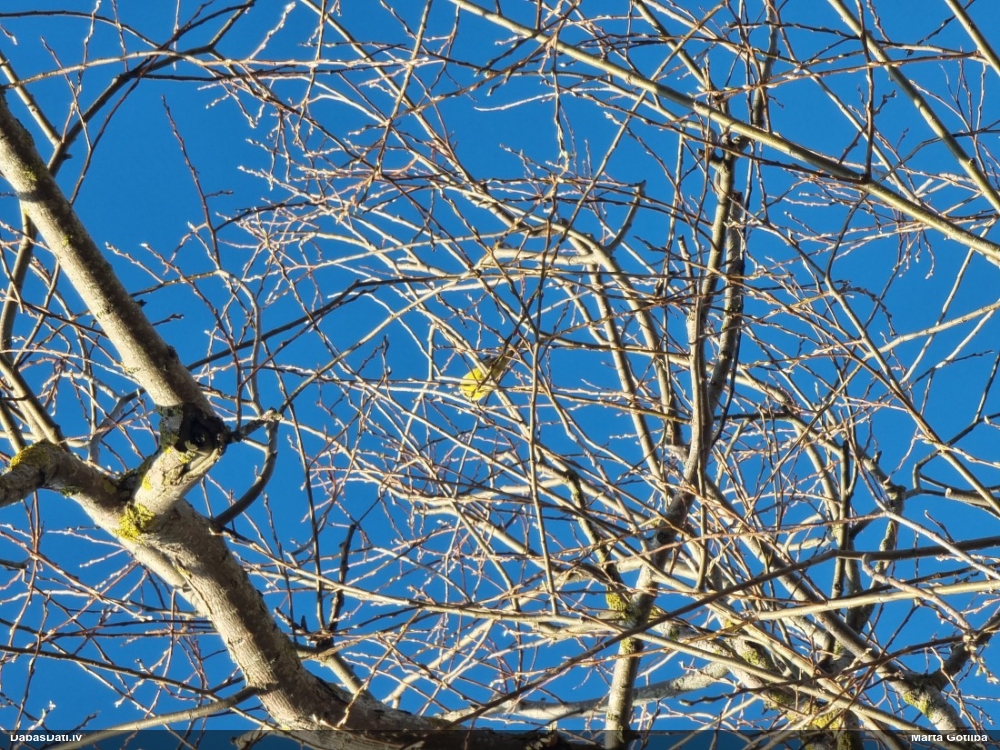 обыкновенная овсянка