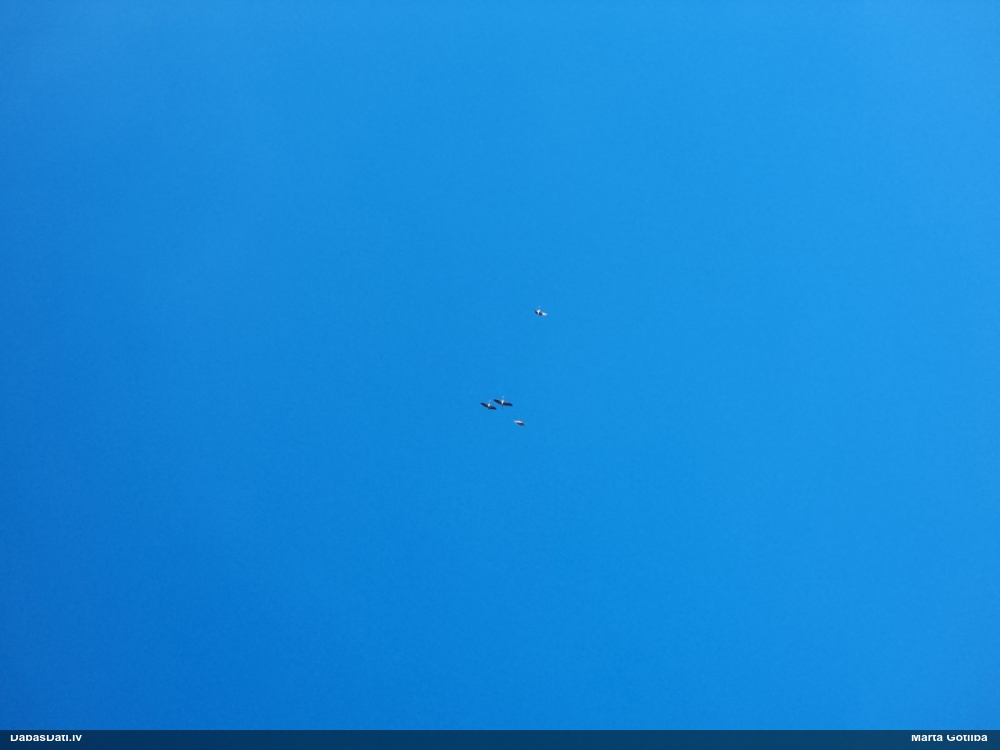 серый журавль