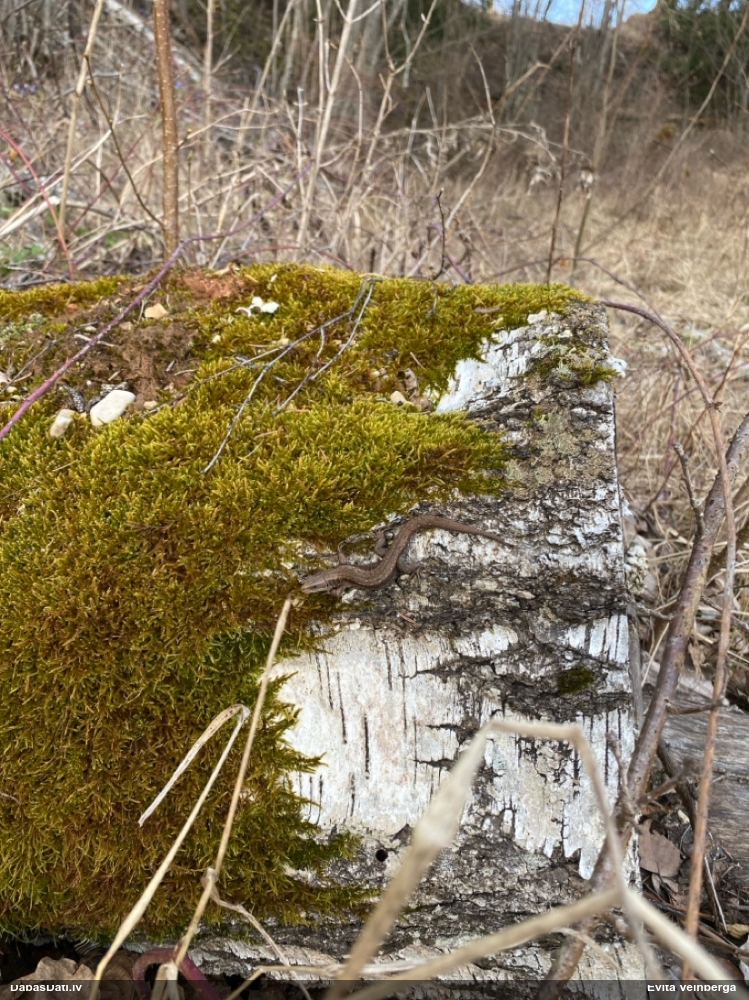 живородящая ящерица