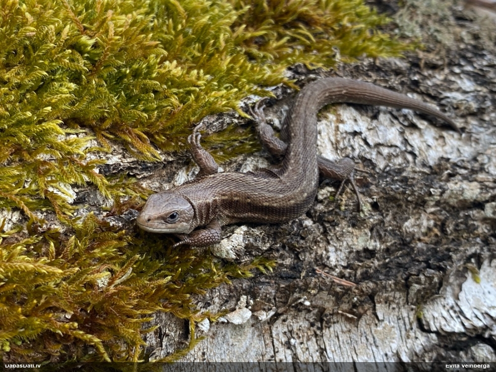 живородящая ящерица