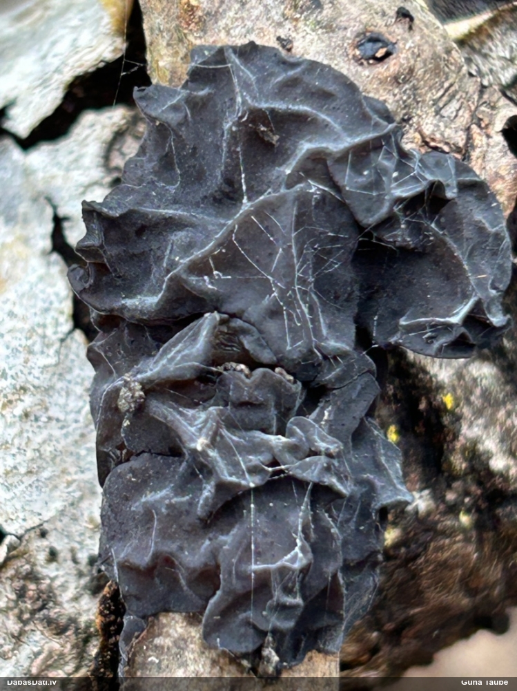 Black Jelly Roll