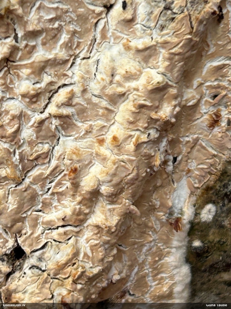 Piena grābeklene