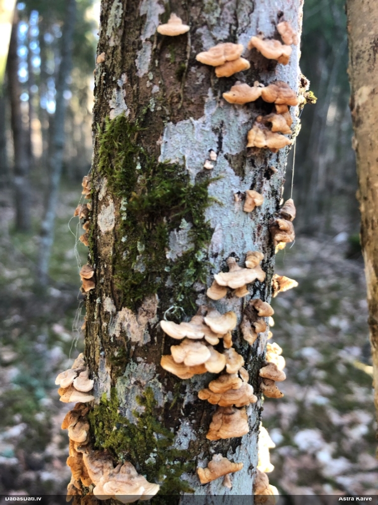 Cirtainā kroklapīte