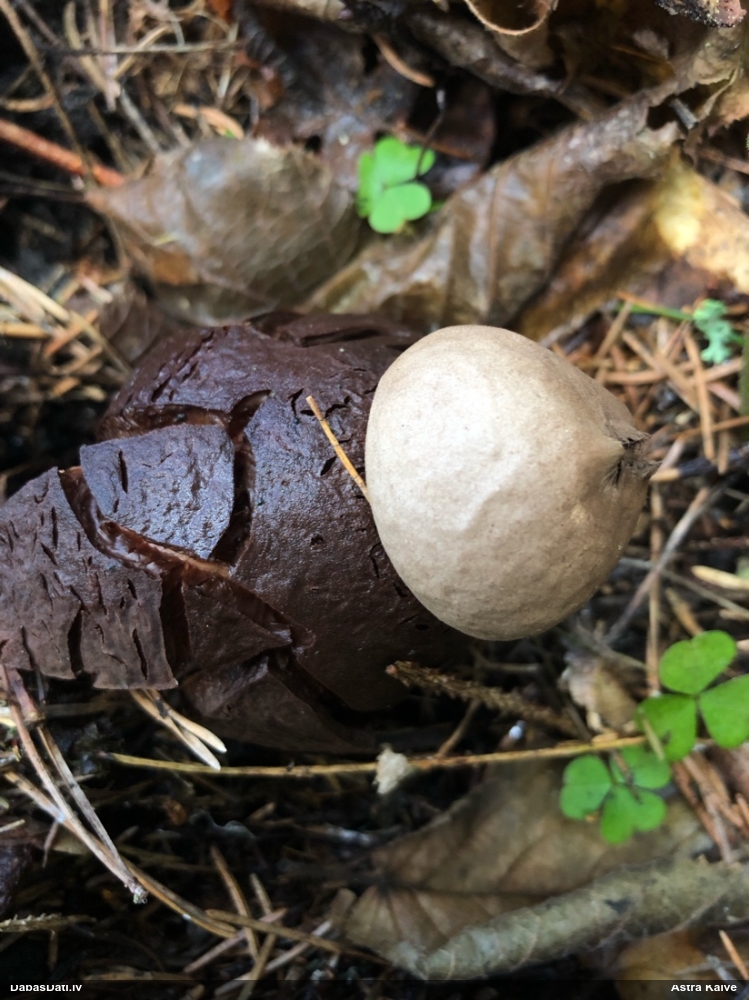 Zemeszvaigzne (nenoteikta)