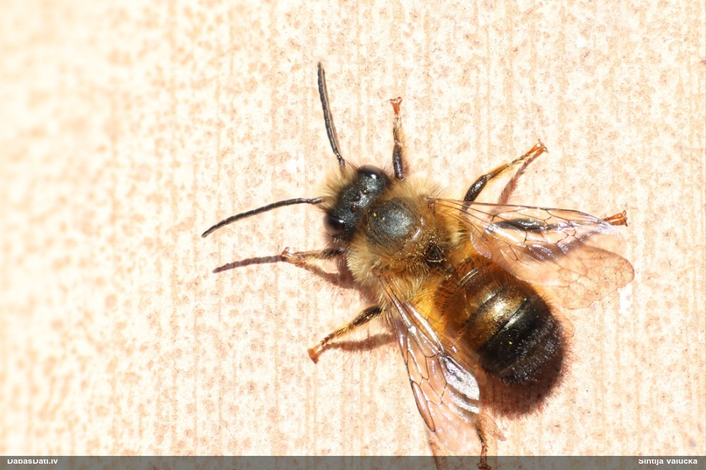 Griezējbite Osmia bicornis