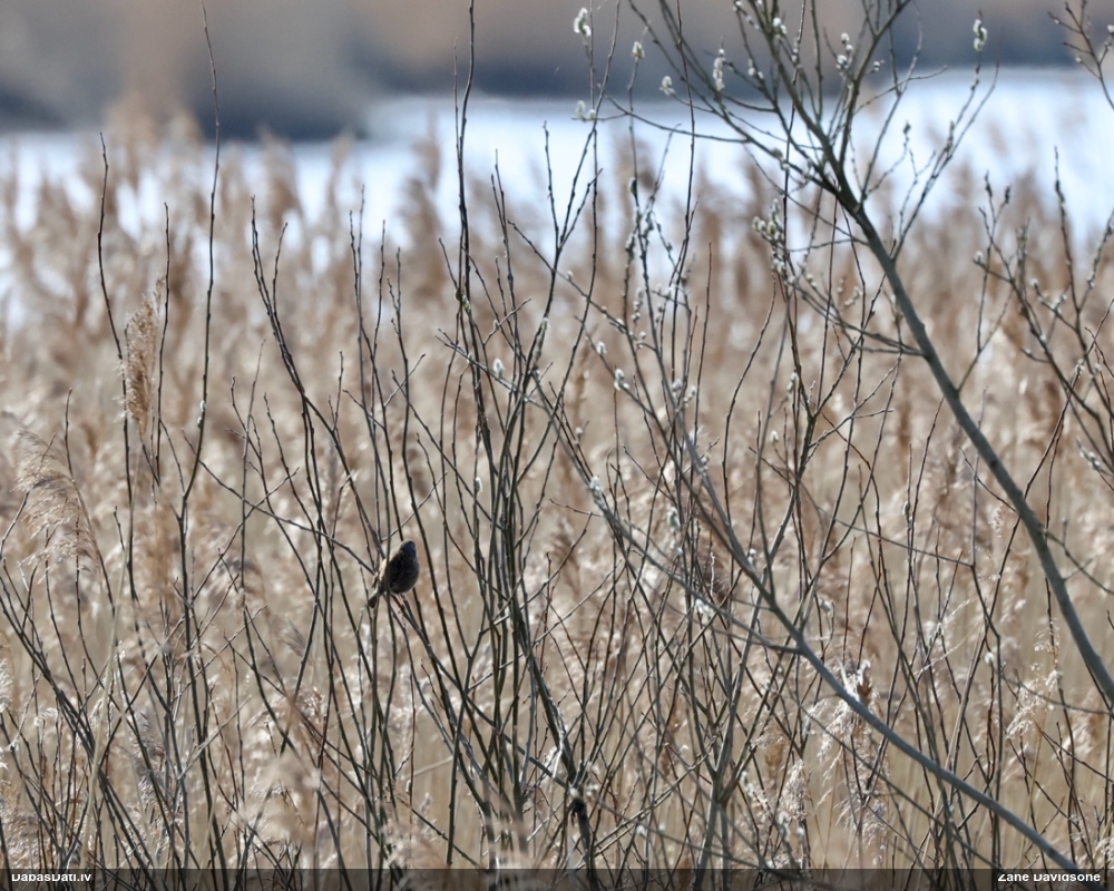 лесная завирушка