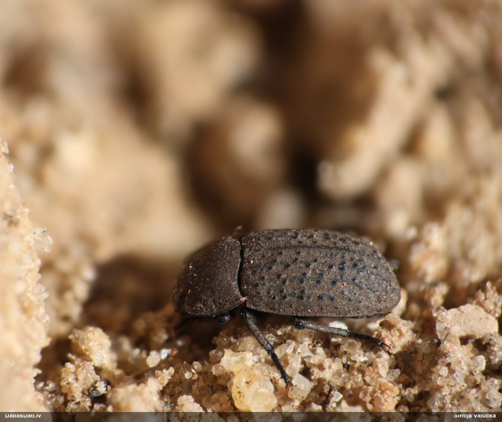 Melnulis Opatrum sabulosum