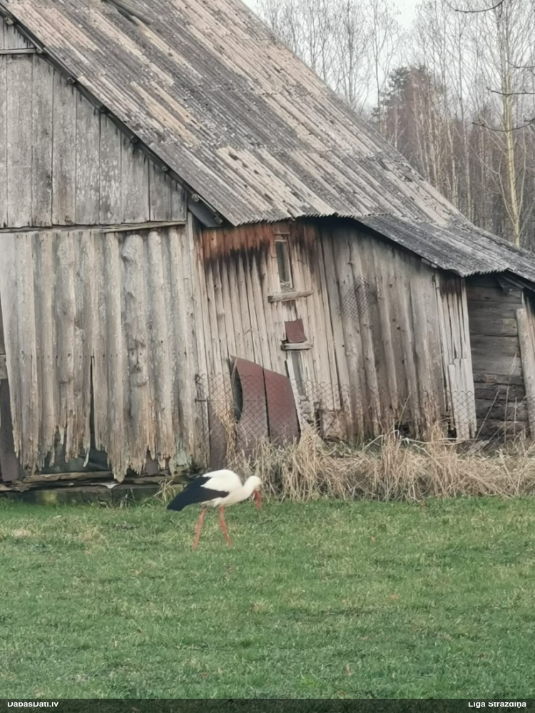 белый аист