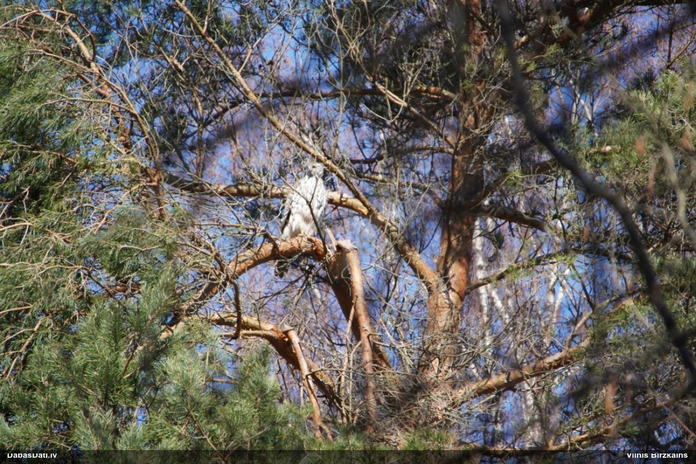 тетеревятник