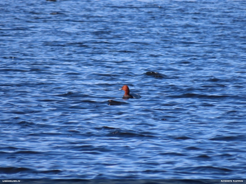 красноголовый нырок