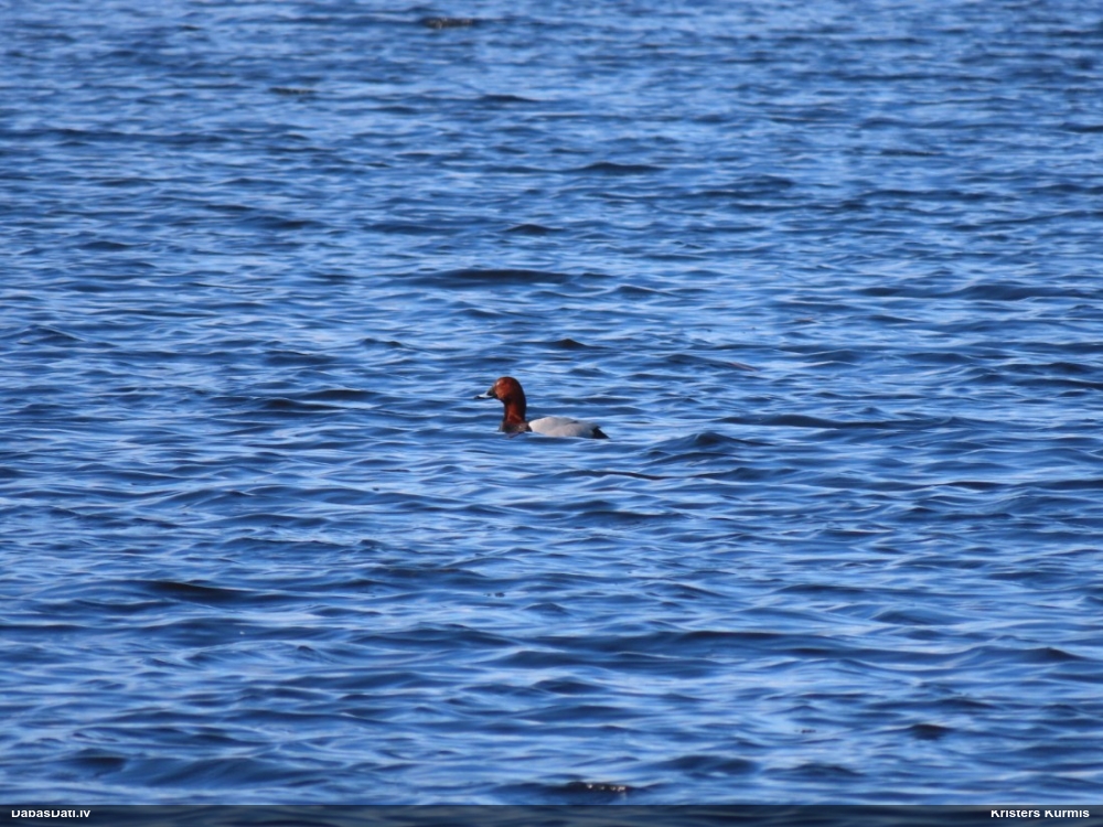 красноголовый нырок