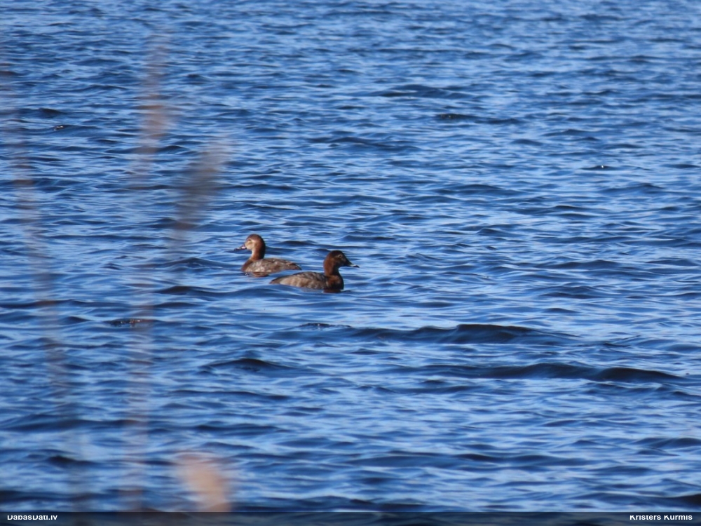 красноголовый нырок