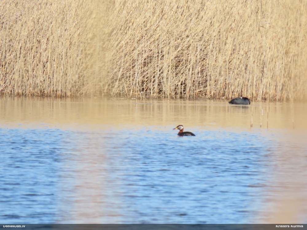 серощекая поганка