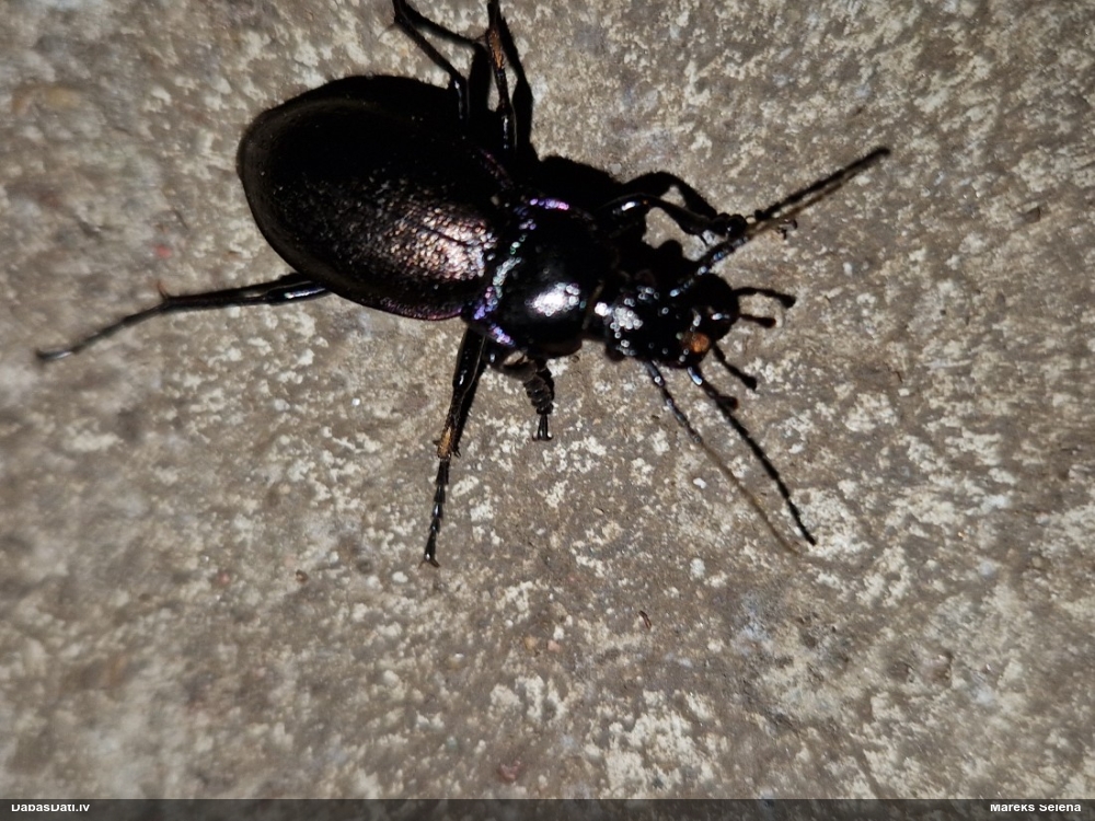 Skrejvabole Carabus nemoralis