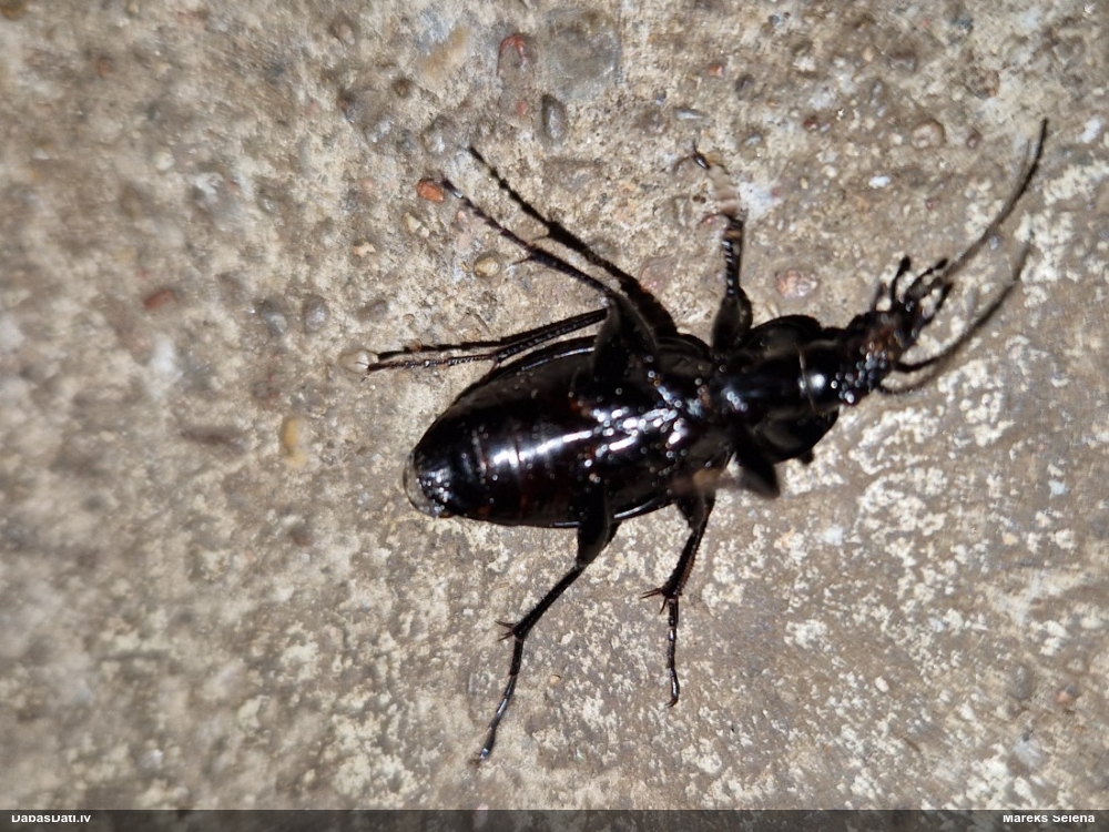 Skrejvabole Carabus nemoralis