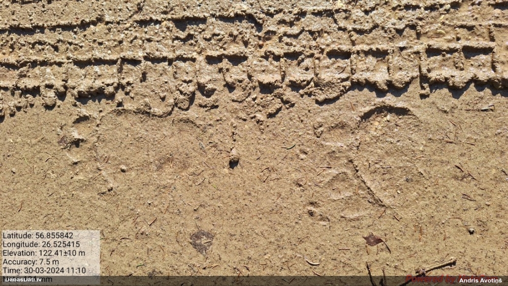 бурый медведь