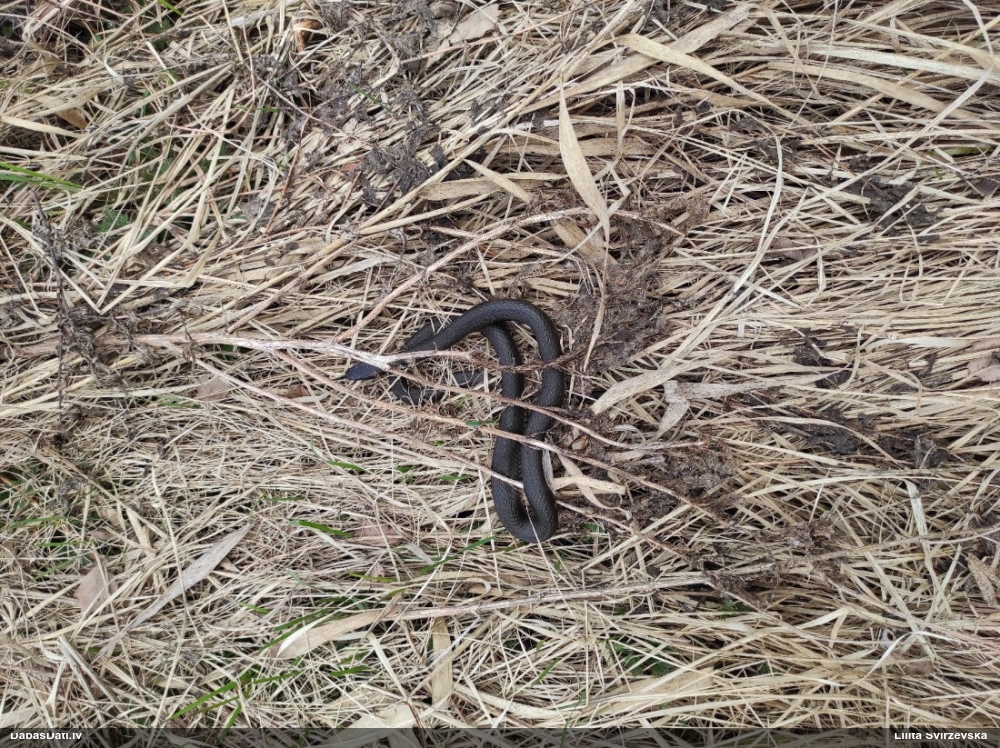 обыкновенный уж