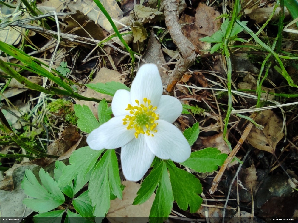 ветреница белая