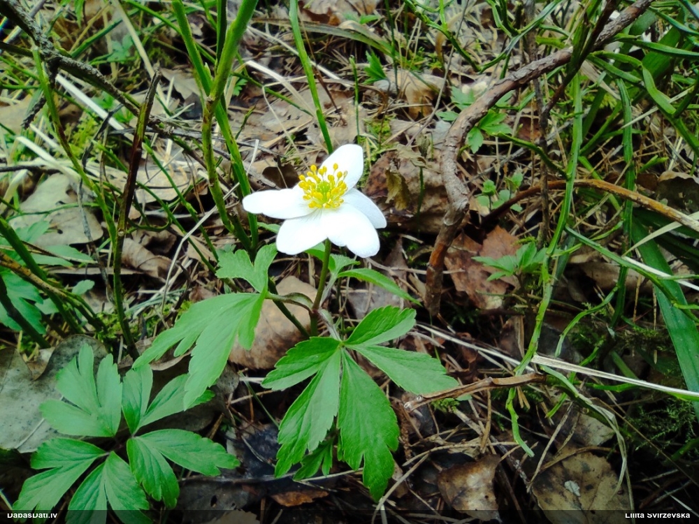 ветреница белая