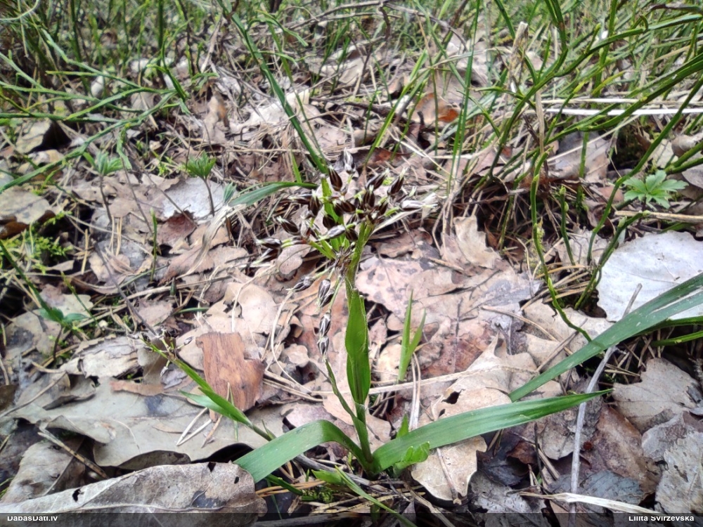 ожика волосистая